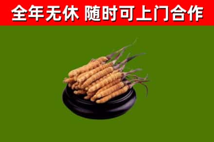 玉树市烟酒回收冬虫夏草.jpg